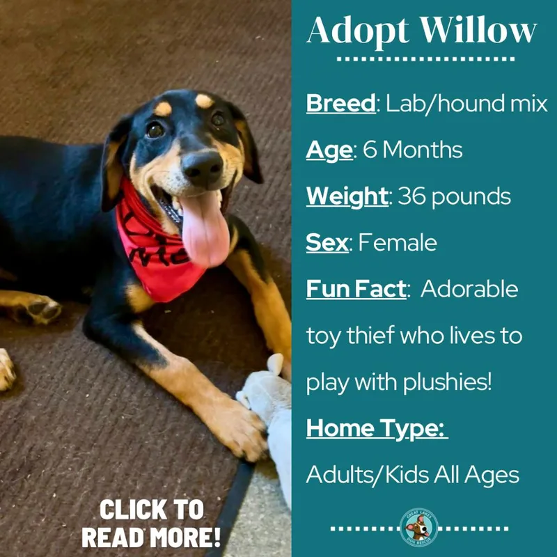 Willow thumbnail 2