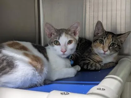 An adult medium-sized female Brown / Chocolate Domestic Short Hair cat named Stella for adoption in Annapolis, MD