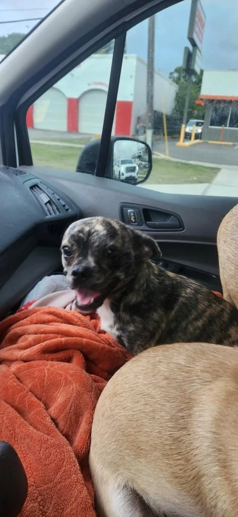 A baby medium-sized female Chihuahua dog named Shyla for adoption in Tampa, FL