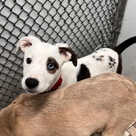 A baby large-sized female Husky dog named Jyn Erso for adoption in Honesdale, PA