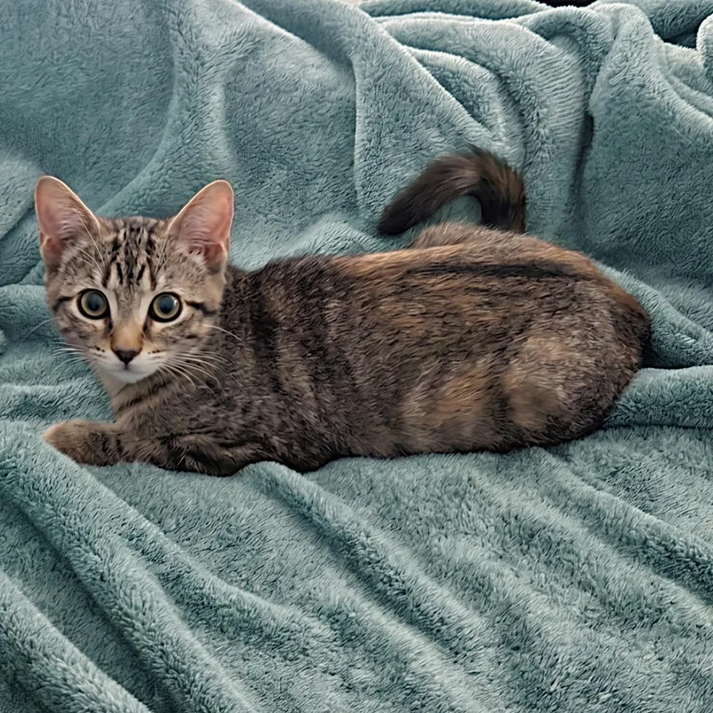 A baby medium-sized female Tabby (Brown / Chocolate) Domestic Short Hair cat named Caliente for adoption in Allen, TX