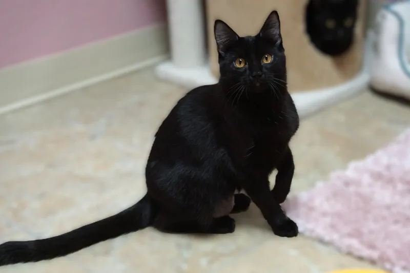 A young medium-sized female Domestic Short Hair cat named Purrsephone for adoption in Fountain Hills, AZ