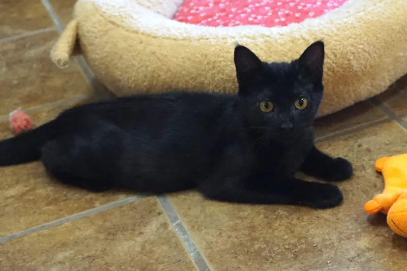 Purrsephone thumbnail 2