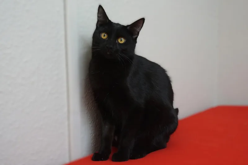 Purrsephone thumbnail 3