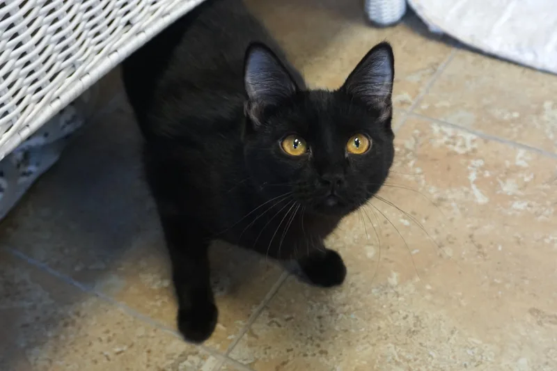 Purrsephone thumbnail 4