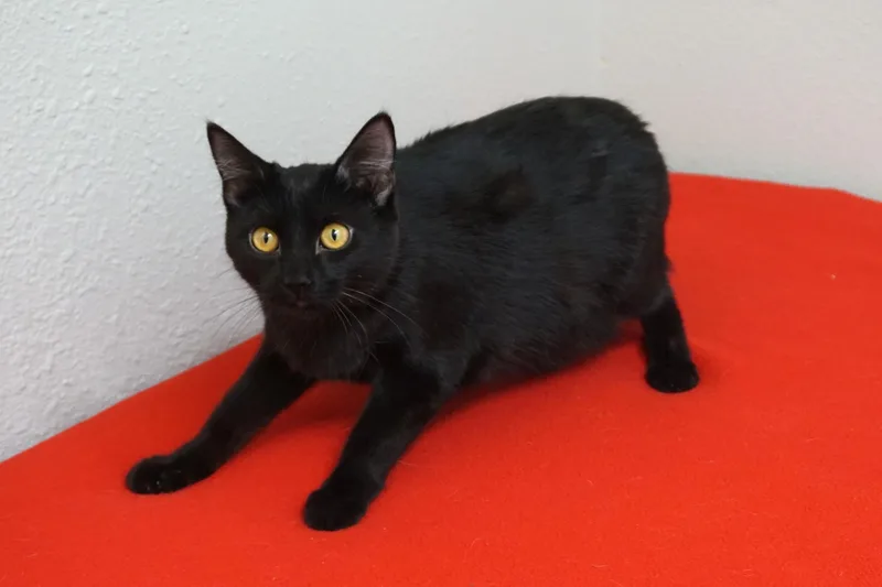 Purrsephone thumbnail 5
