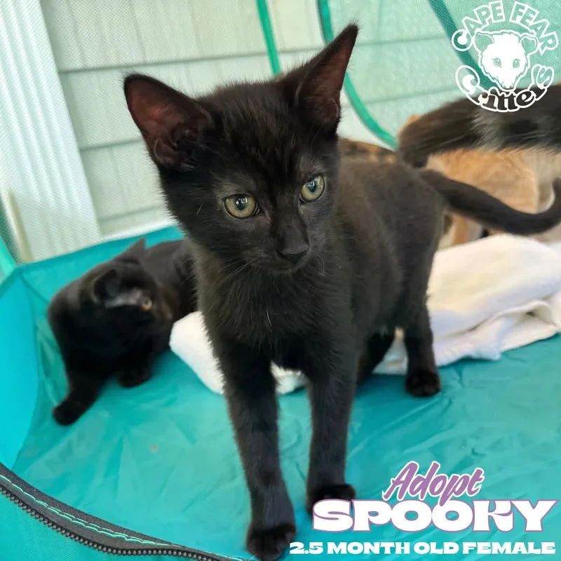 A baby small-sized female Black Domestic Short Hair cat named Spooky for adoption in Wilmington, NC