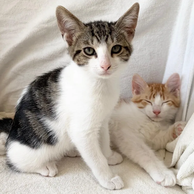 Prudence and Oswald