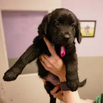 A baby medium-sized female Black Dutch Shepherd dog named Chelsea for adoption in Cincinnati, OH