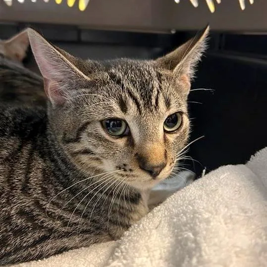 A baby medium-sized male Domestic Short Hair cat named George A. Romero for adoption in Woodinville, WA