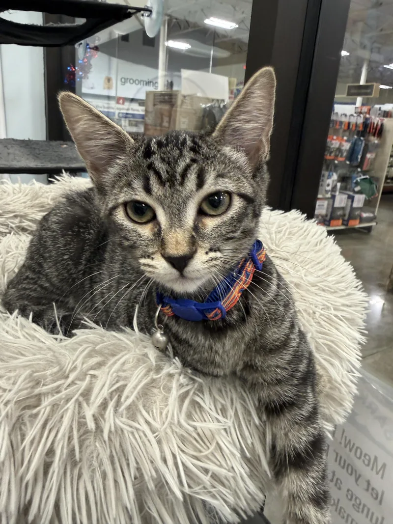 A baby small-sized female Domestic Short Hair cat named Cardamom for adoption in South Pasadena, CA