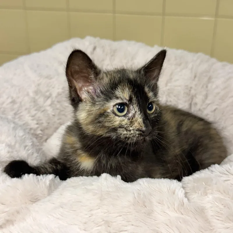 A baby small-sized female Black Domestic Short Hair cat named Khaleesi for adoption in East Hampton, NY