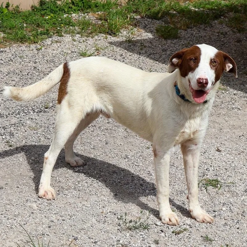 A young medium-sized male Brown / Chocolate Pointer dog named Bogey for adoption in Hollister, MO