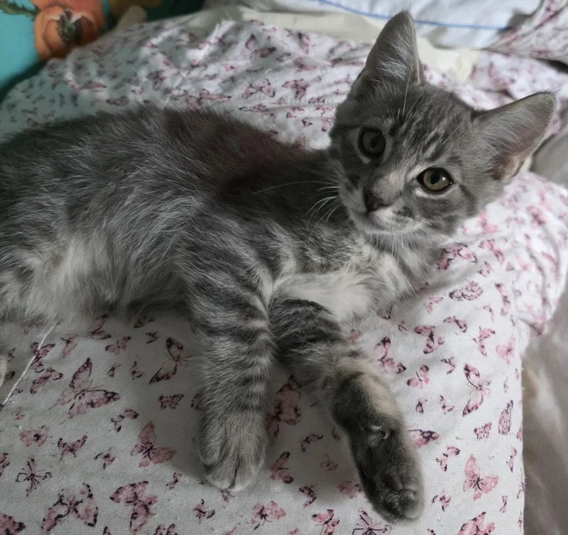 A young medium-sized female Domestic Short Hair cat named Willow for adoption in Phoenix, AZ