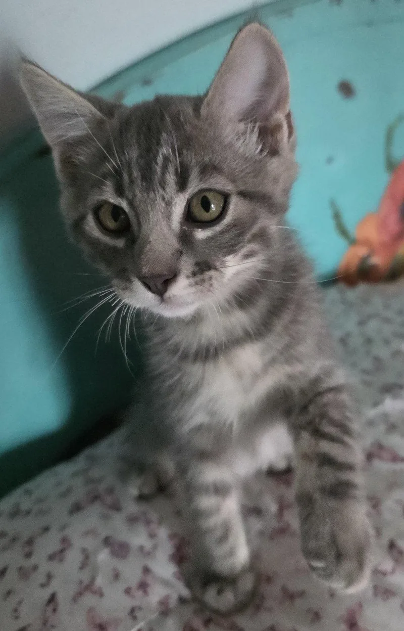 Willow thumbnail 2