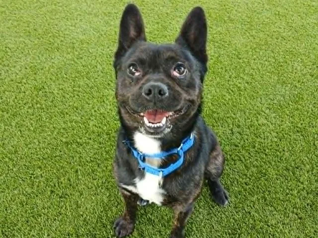 An adult medium-sized male Terrier dog named Dibby for adoption in Martinez, CA