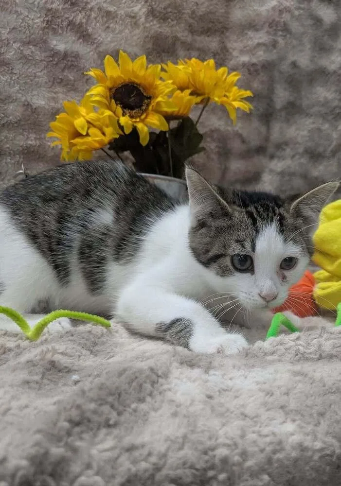 A baby small-sized male Domestic Short Hair cat named Thor for adoption in Raleigh, NC
