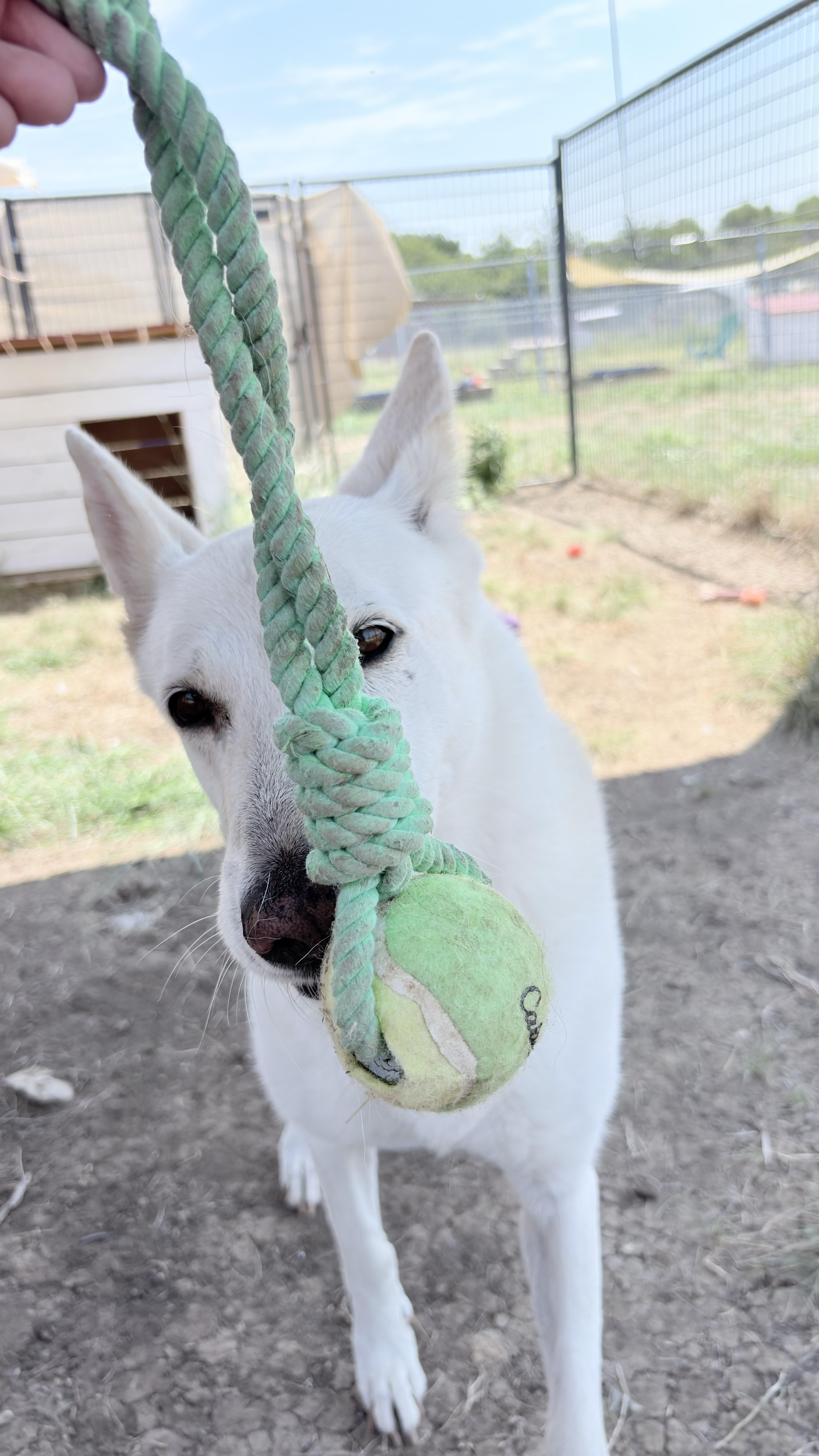 A senior large-sized female German Shepherd Dog dog named Laika for adoption in Justin, TX