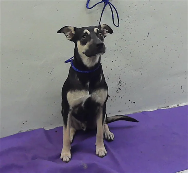 A young medium-sized male Labrador Retriever dog named Shadow for adoption in Houston, TX