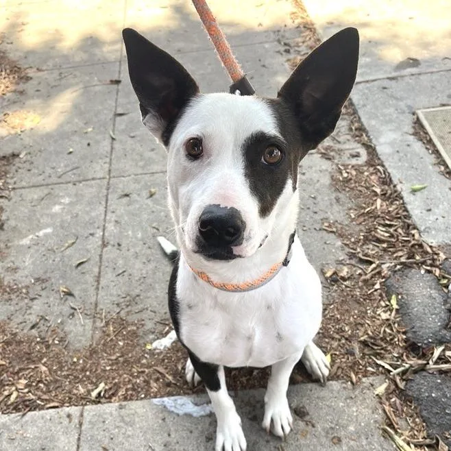 A young medium-sized female American Staffordshire Terrier dog named Scapula for adoption in Los Angeles, CA