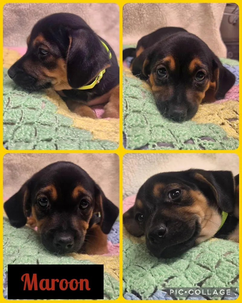 A baby small-sized male Dachshund dog named Maroon for adoption in Newport, KY
