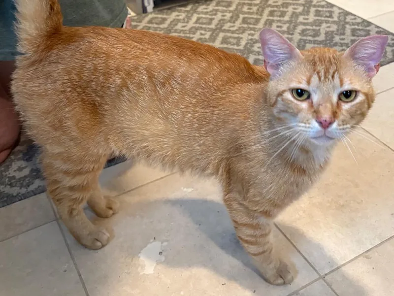 A young medium-sized male Domestic Short Hair cat named Ginger Boy for adoption in Spring, TX