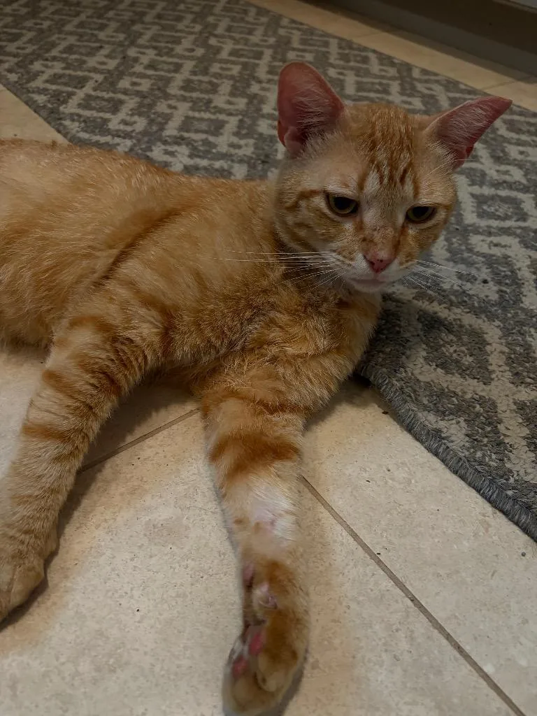 Ginger Boy thumbnail 2