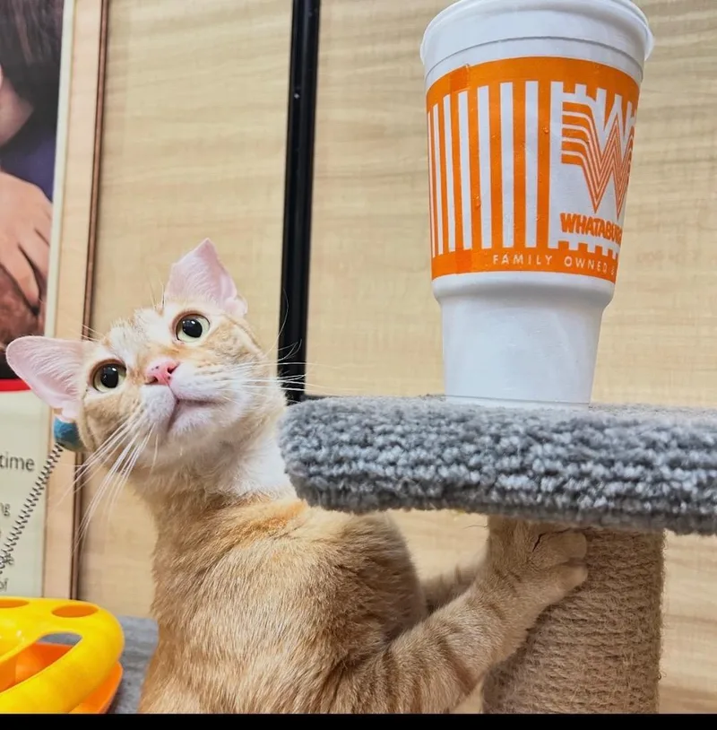 Ginger Boy thumbnail 3