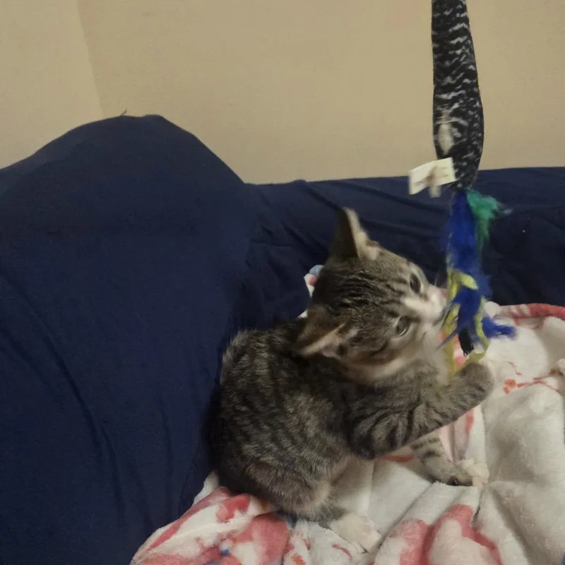 A baby small-sized female Gray / Blue / Silver Domestic Short Hair cat named Hex for adoption in Buffalo, MN