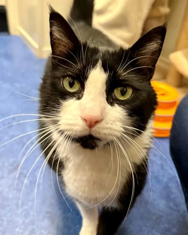 A senior large-sized male Domestic Short Hair cat named Romeo for adoption in Novato, CA