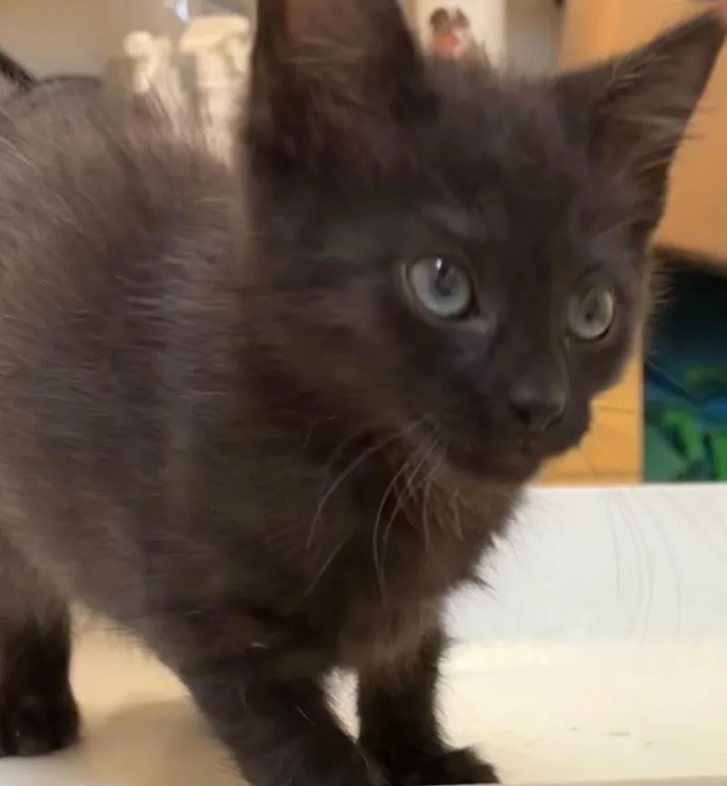 A baby small-sized female Domestic Long Hair cat named Kasey for adoption in Elizabethton, TN