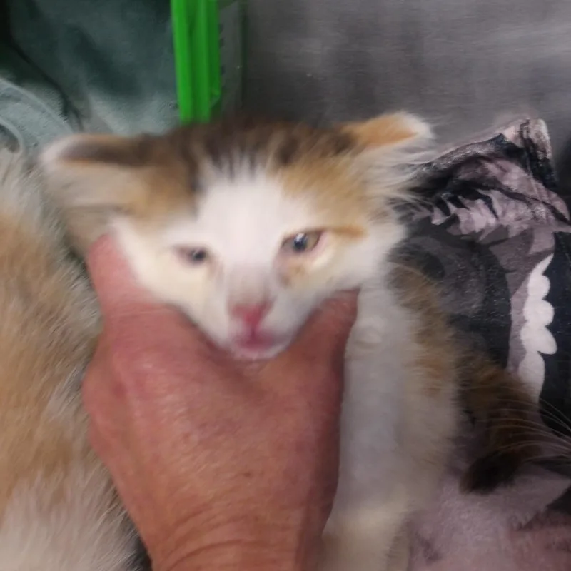 A young medium-sized female Domestic Long Hair cat named Gracie for adoption in Marble, NC