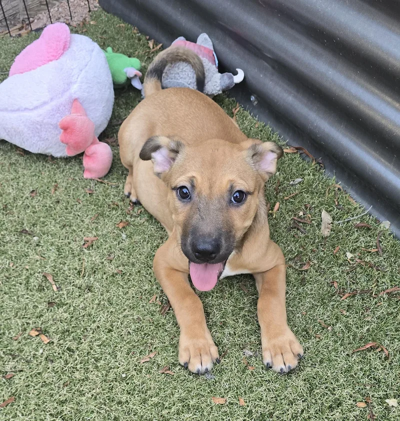 A baby medium-sized female Labrador Retriever dog named Adobe for adoption in Apache Junction, AZ