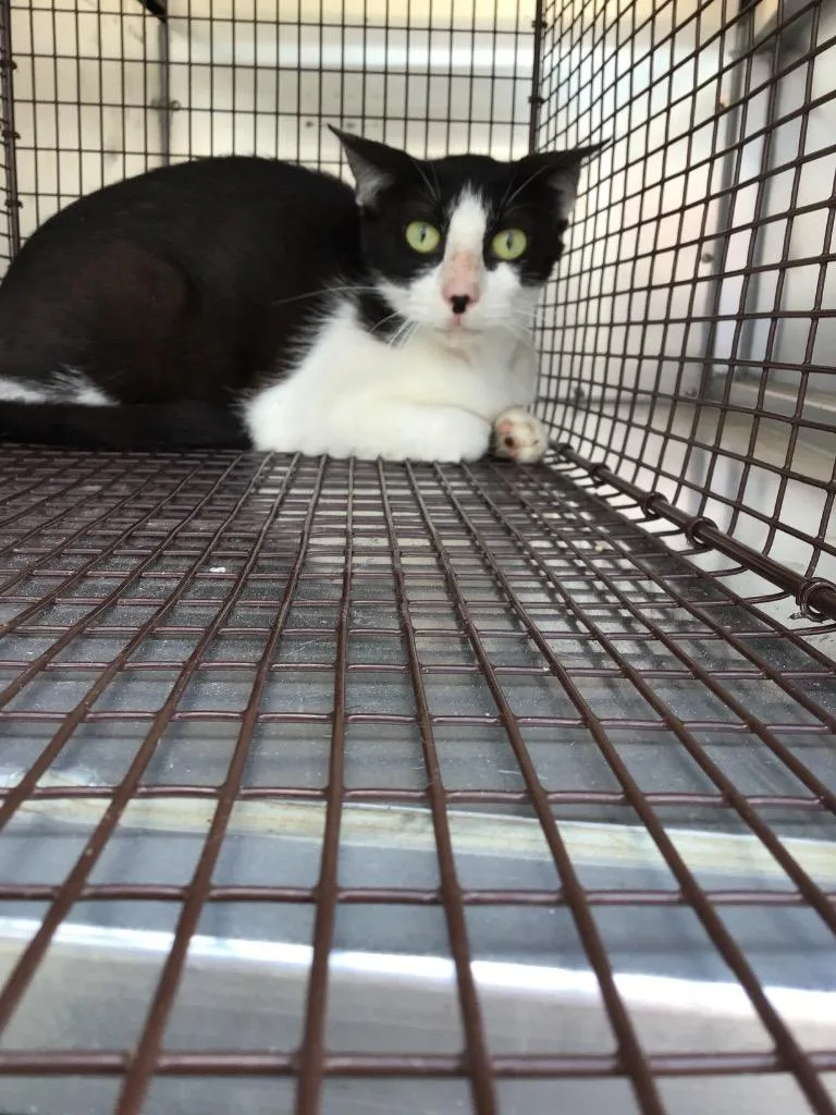 A young small-sized female Domestic Short Hair cat named Joot for adoption in New Braunfels, TX
