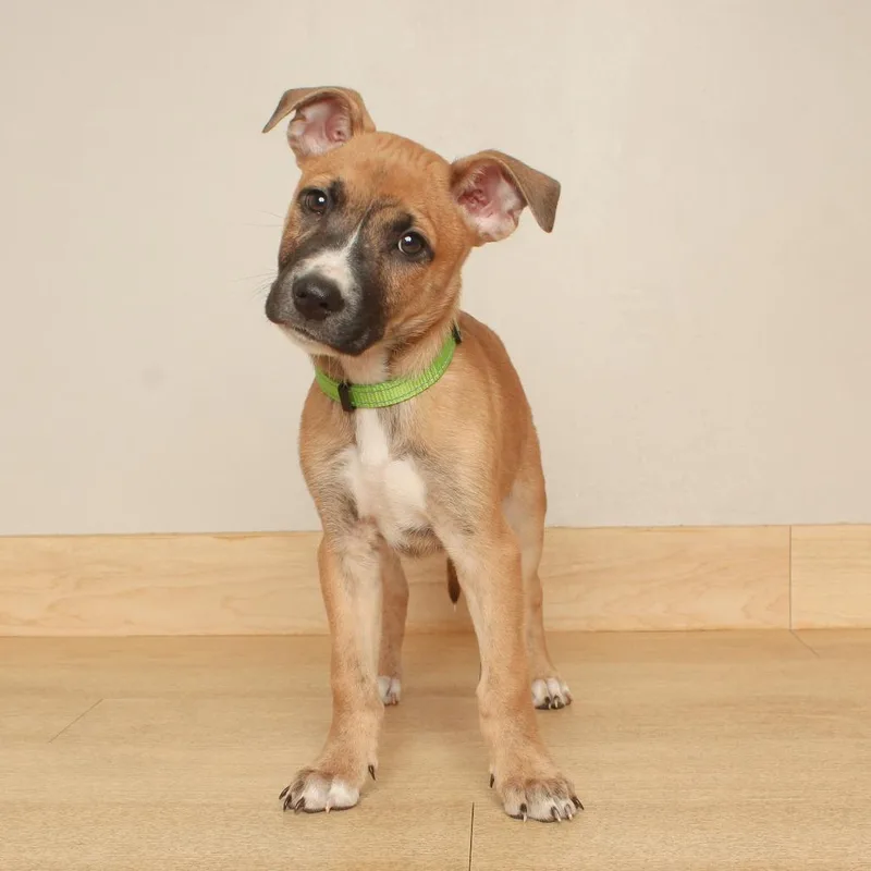 A baby large-sized male Pit Bull Terrier dog named Macintosh D for adoption in Minnetonka, MN
