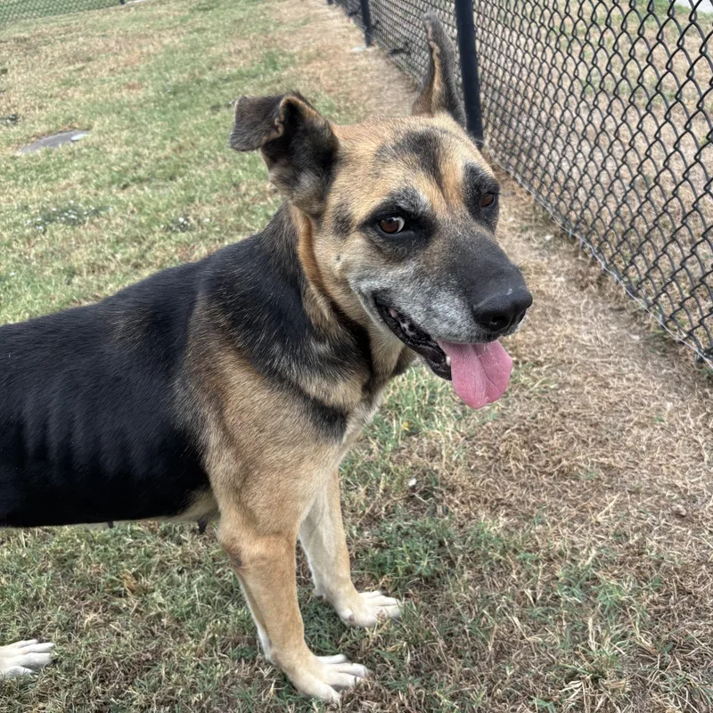 A senior medium-sized female German Shepherd Dog dog named Maple for adoption in Owasso, OK
