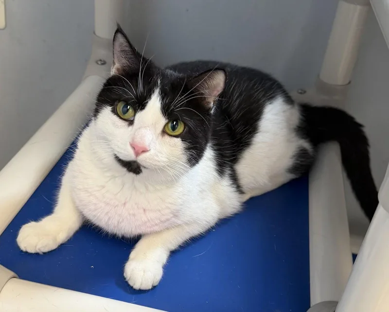 A young medium-sized female Black & White / Tuxedo Domestic Short Hair cat named Paisley for adoption in Alexandria, VA