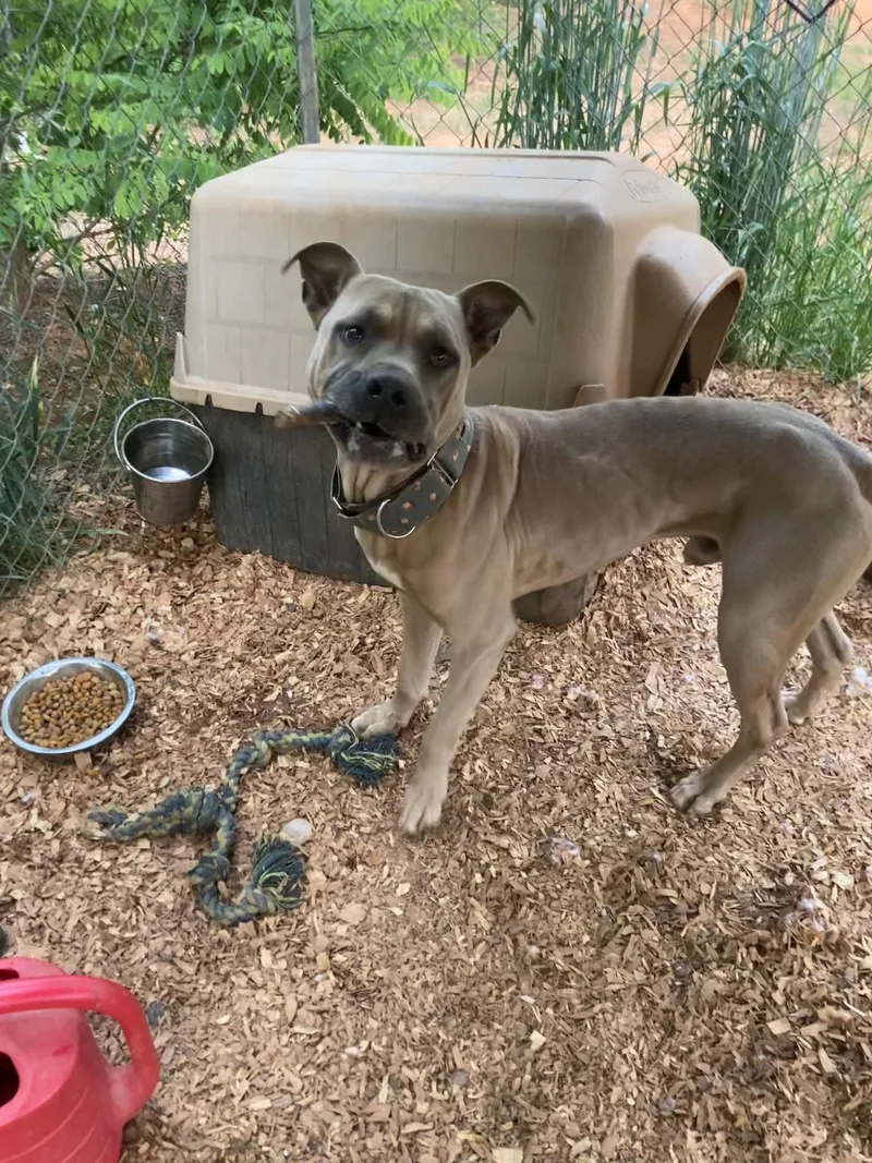 An adult medium-sized male Pit Bull Terrier dog named Bentley for adoption in Chatham, VA