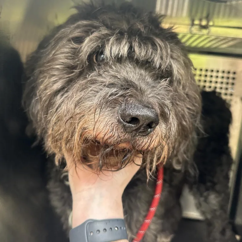 An adult large-sized male Black Poodle dog named Gilbert for adoption in Birmingham, AL