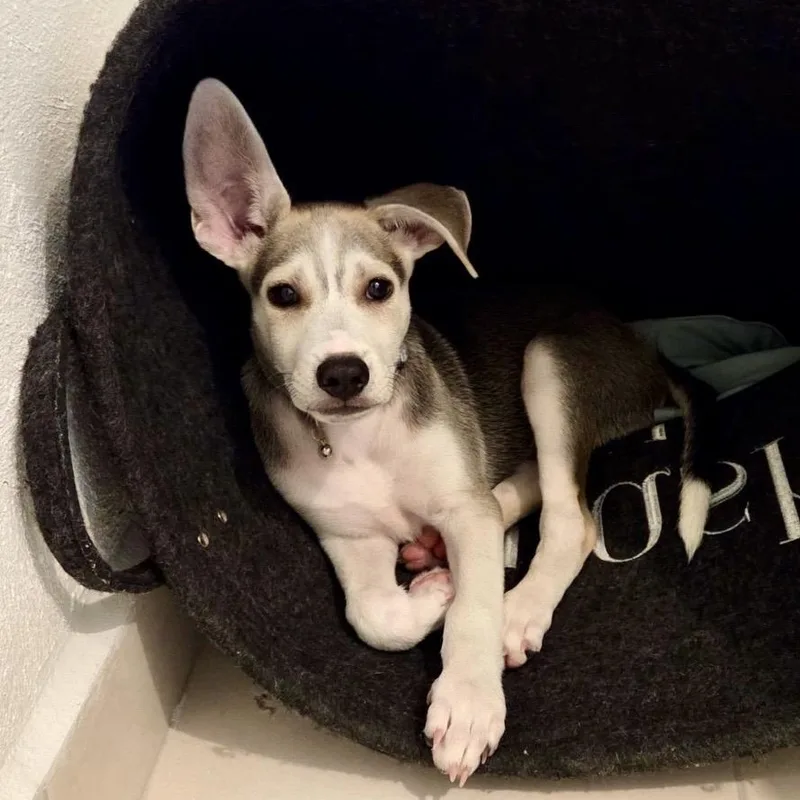 A baby medium-sized male Yellow / Tan / Blond / Fawn Husky dog named Cognac for adoption in Pelham, NH