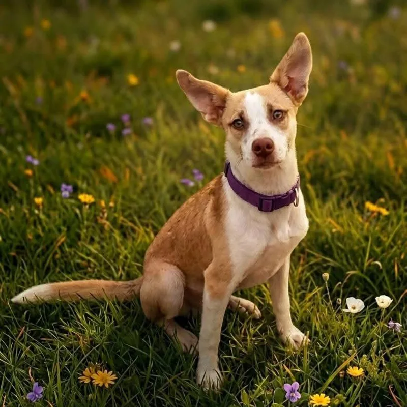 A young medium-sized male Yellow / Tan / Blond / Fawn Mixed Breed dog named Caramel for adoption in San Diego, CA