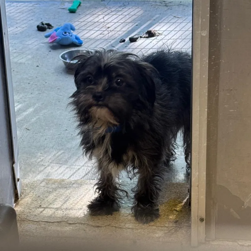 An adult small-sized male Black Mixed Breed dog named Stephen for adoption in Pekin, IL