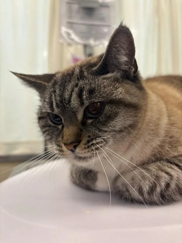 An adult small-sized female Siamese cat named Cream Cheese for adoption in Santa Rosa, CA