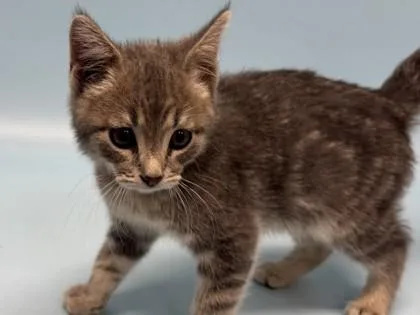 A baby small-sized male Domestic Short Hair cat named Breadstick for adoption in Golden Valley, MN