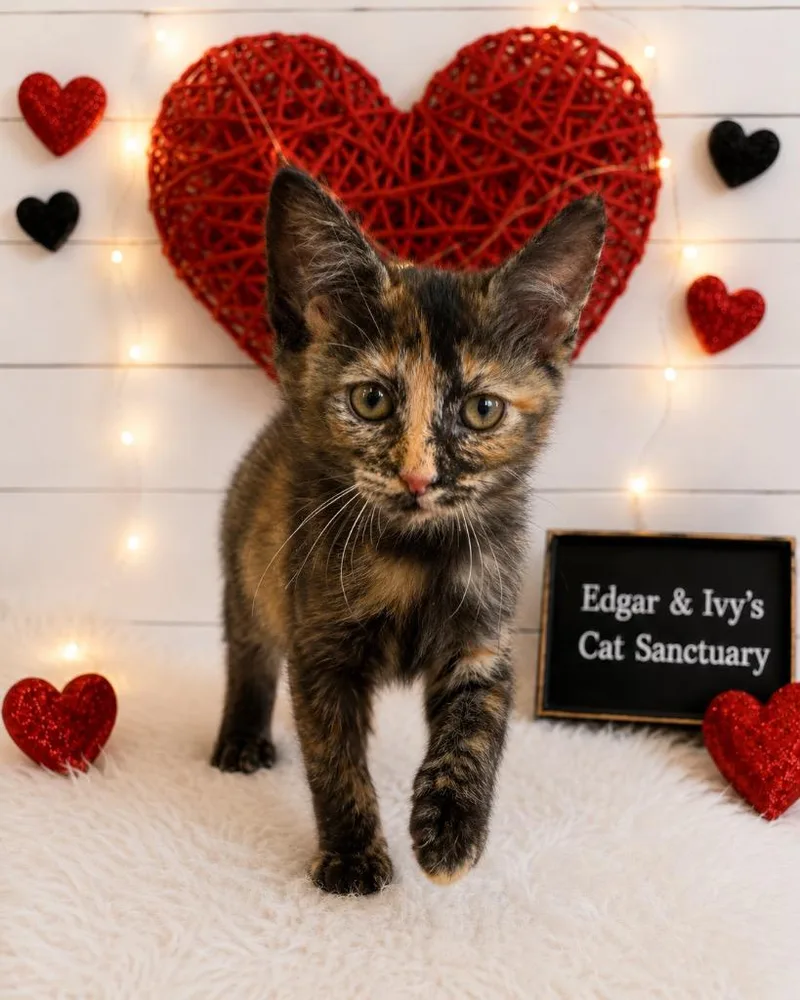 A baby small-sized female Domestic Short Hair cat named Catwoman for adoption in Corpus Christi, TX