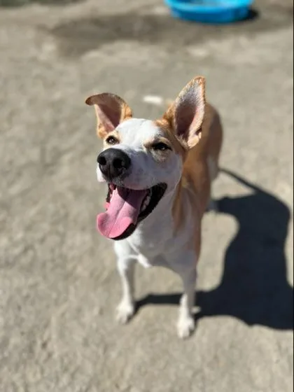 An adult large-sized male Cattle Dog dog named Rudy for adoption in Visalia, CA