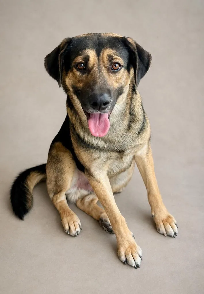 An adult large-sized male German Shepherd Dog dog named Jimbo for adoption in Cottonwood, AZ