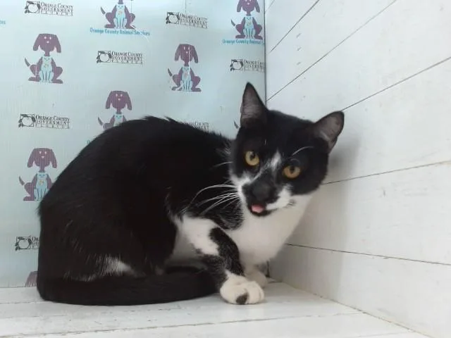 A young small-sized male Domestic Short Hair cat named Brioche for adoption in Orlando, FL