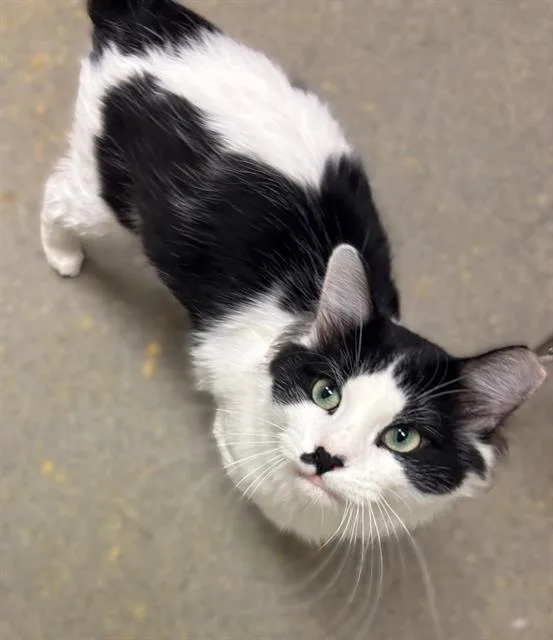 An adult medium-sized male Domestic Short Hair cat named Toni for adoption in West Valley City, UT