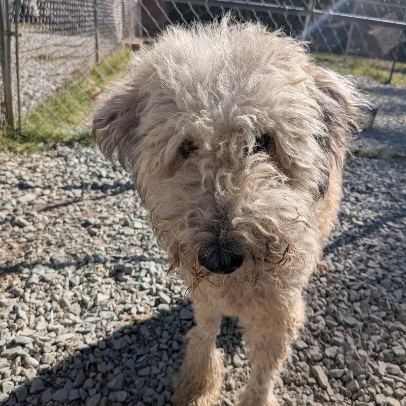 An adult medium-sized female Golden Standard Poodle dog named Veronica for adoption in Wake Forest, NC